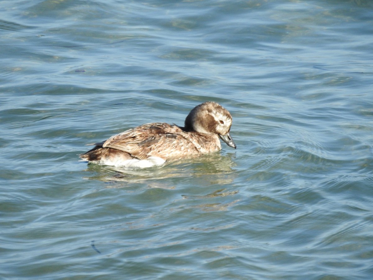 Long-tailed Duck - ML618189776