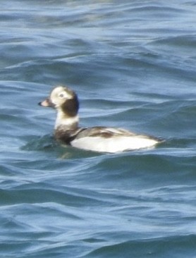 Long-tailed Duck - ML618189778