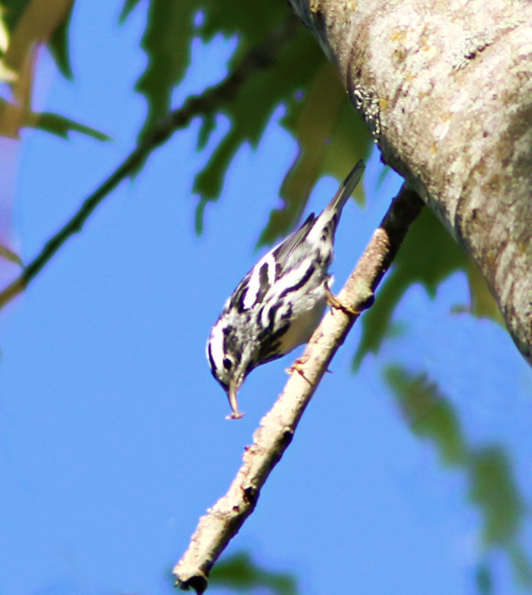 Black-and-white Warbler - ML618189782