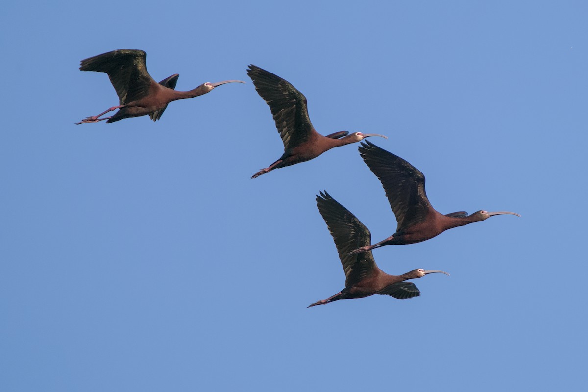 ibis americký - ML618189785