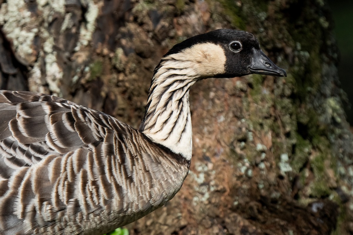 Hawaiian Goose - ML618189794