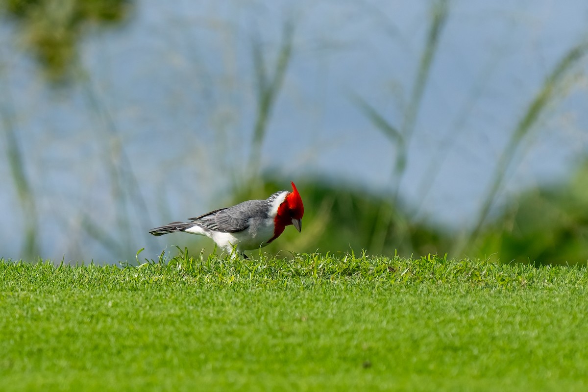Red-crested Cardinal - ML618189836
