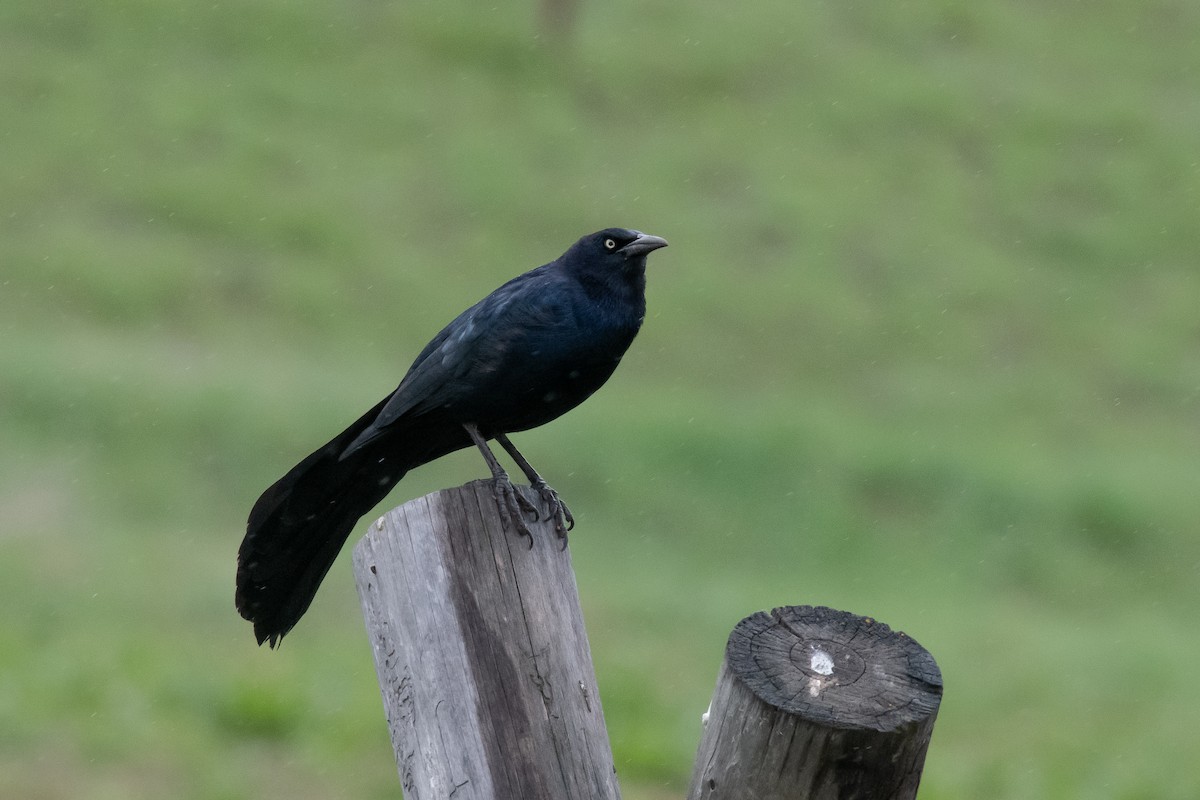 Great-tailed Grackle - Patrick Higgins