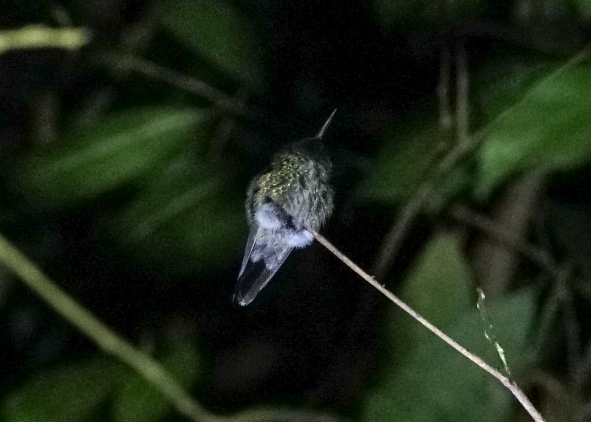 Scaly-breasted Hummingbird - ML618189838