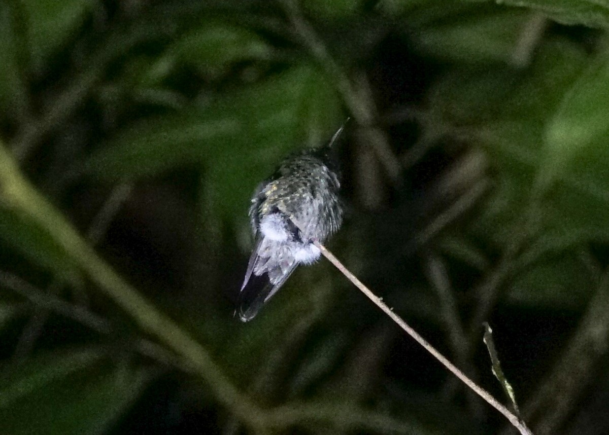 Scaly-breasted Hummingbird - ML618189839