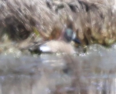 Blue-winged Teal - ML618189840