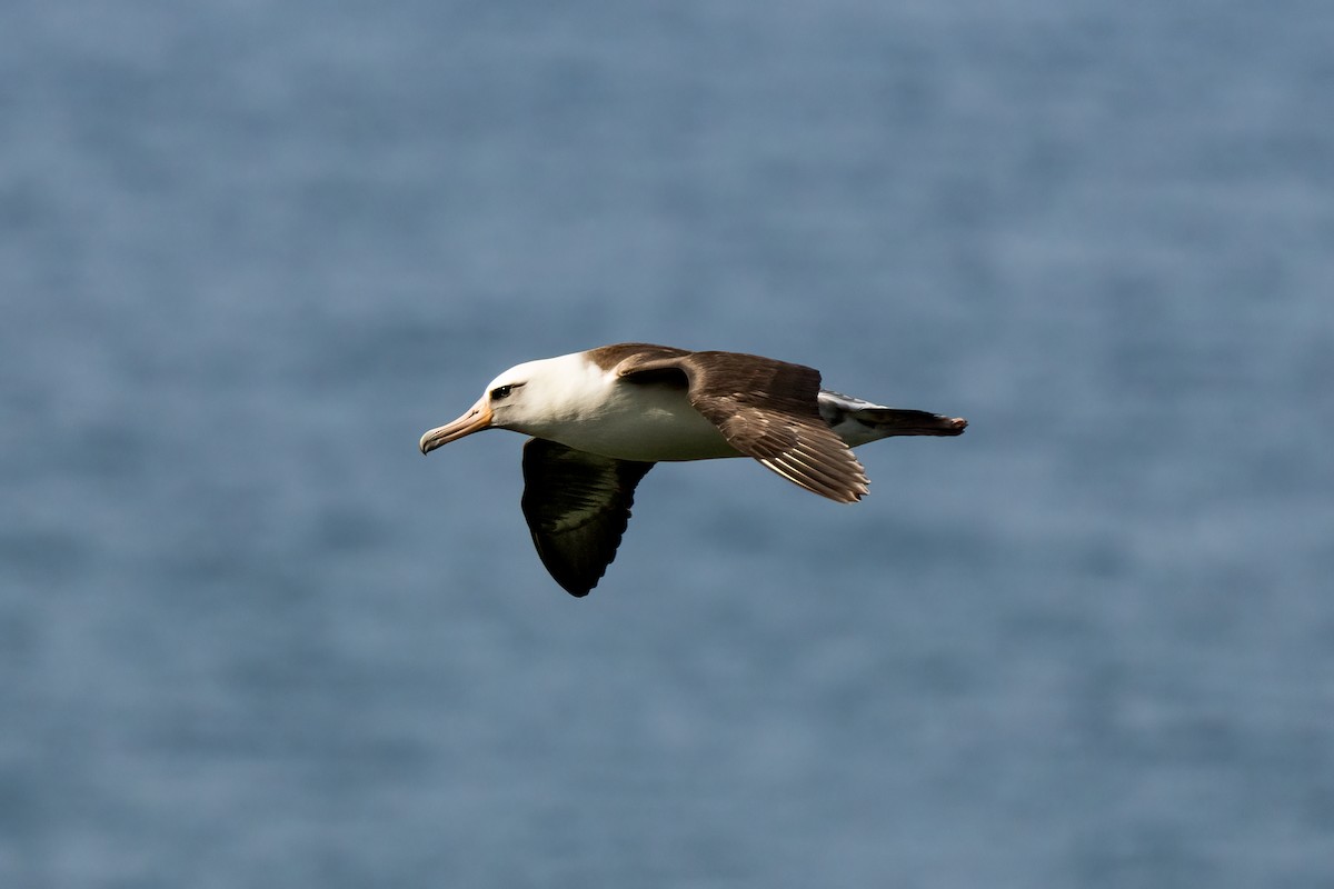 Laysan Albatross - ML618189842
