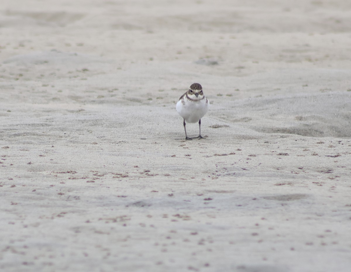 Double-banded Plover - ML618189875