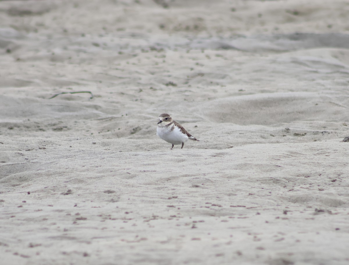 Double-banded Plover - ML618189876
