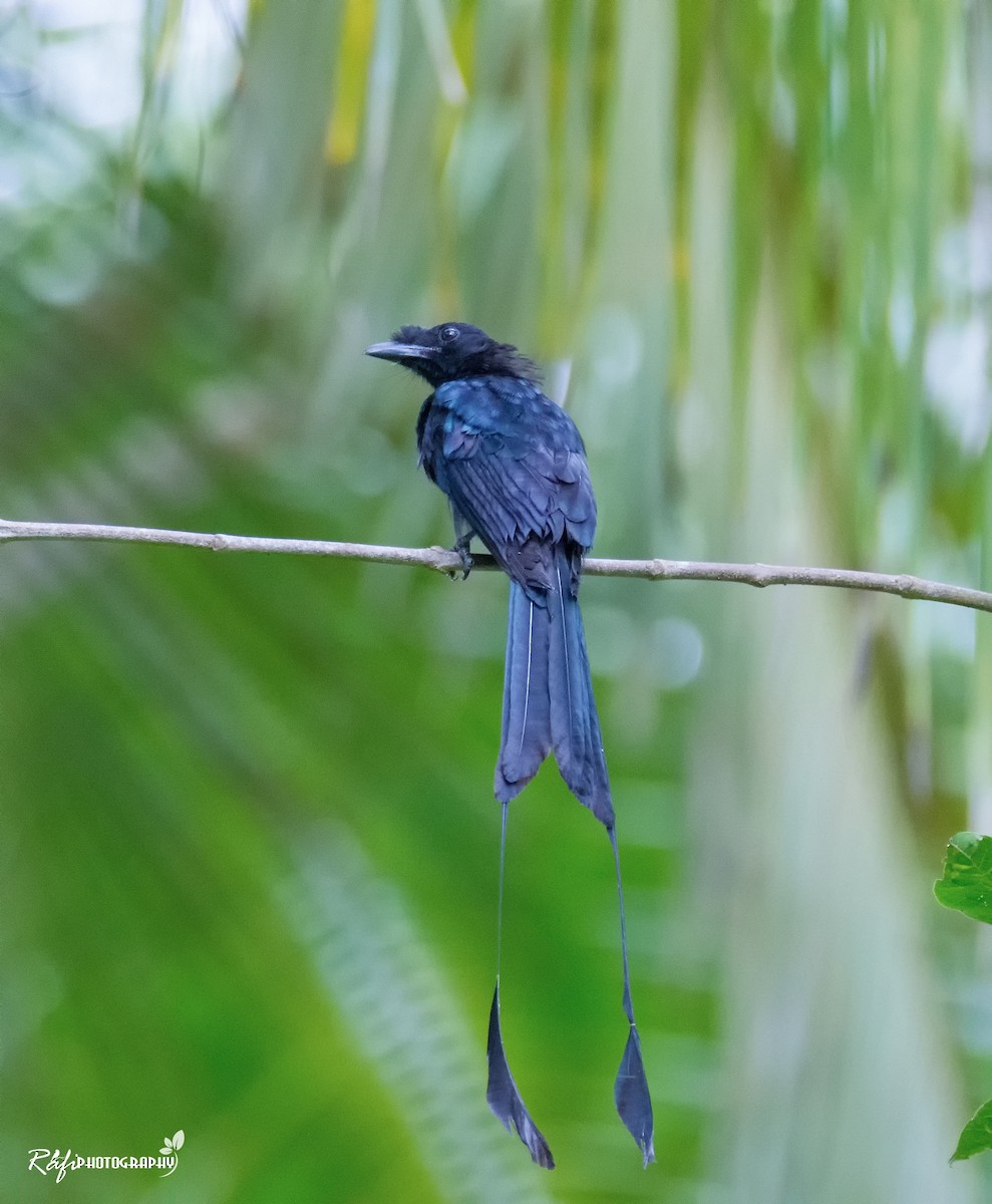 Greater Racket-tailed Drongo - ML618189884