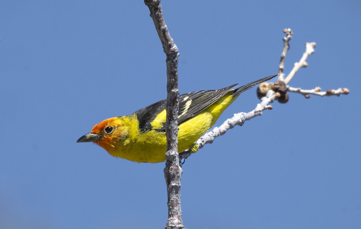 Western Tanager - ML618189888
