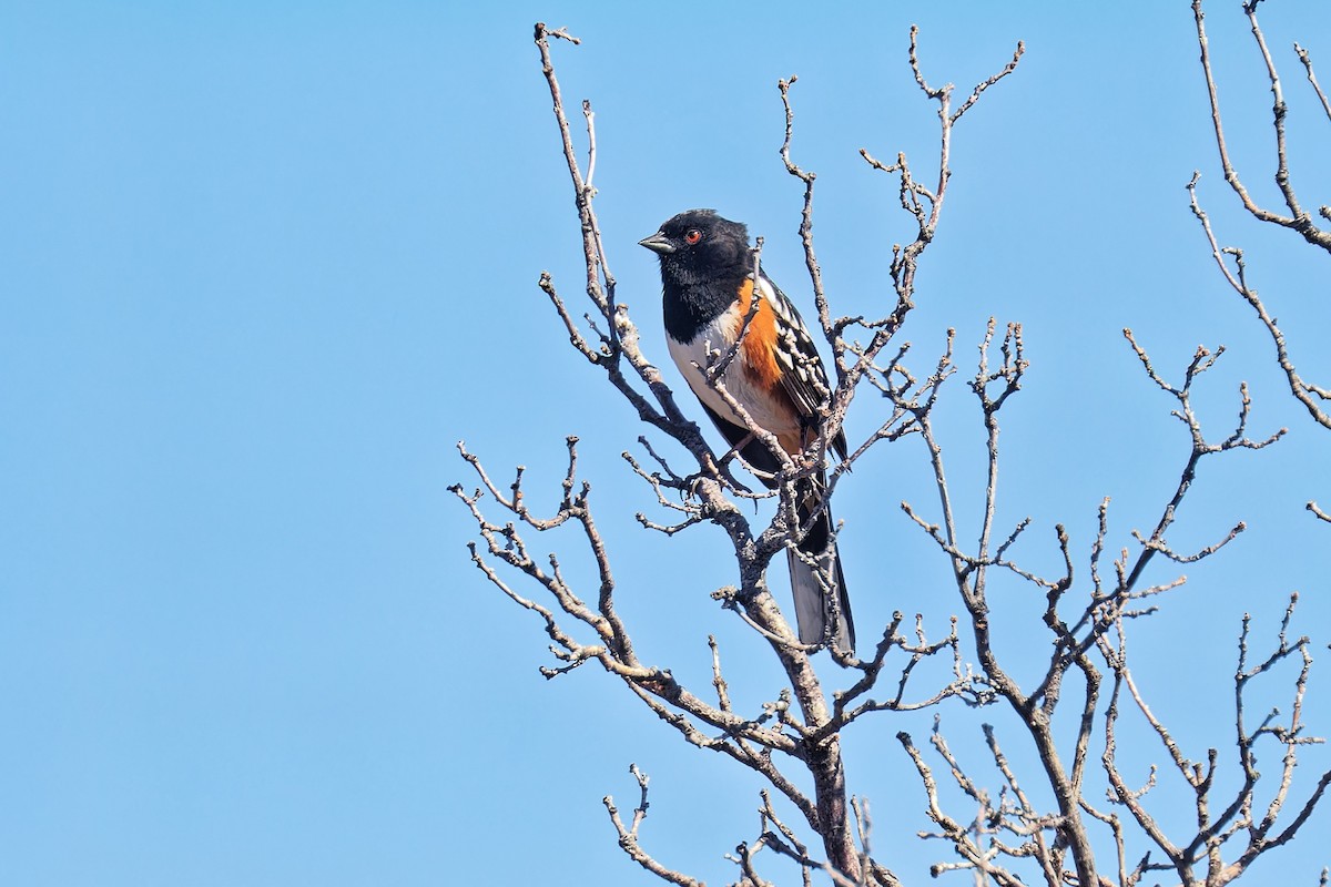 Spotted Towhee - ML618189946