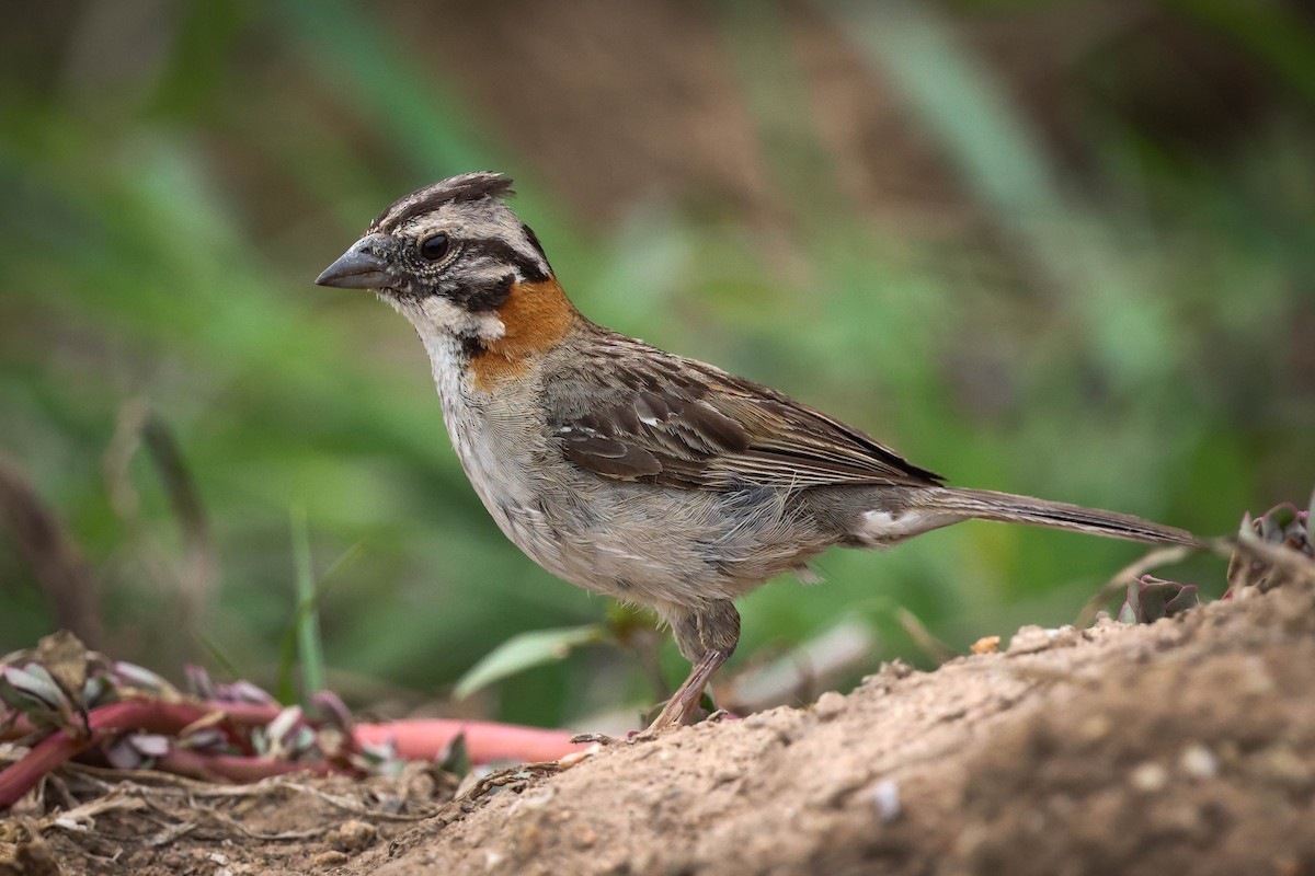 Rufous-collared Sparrow - ML618189958