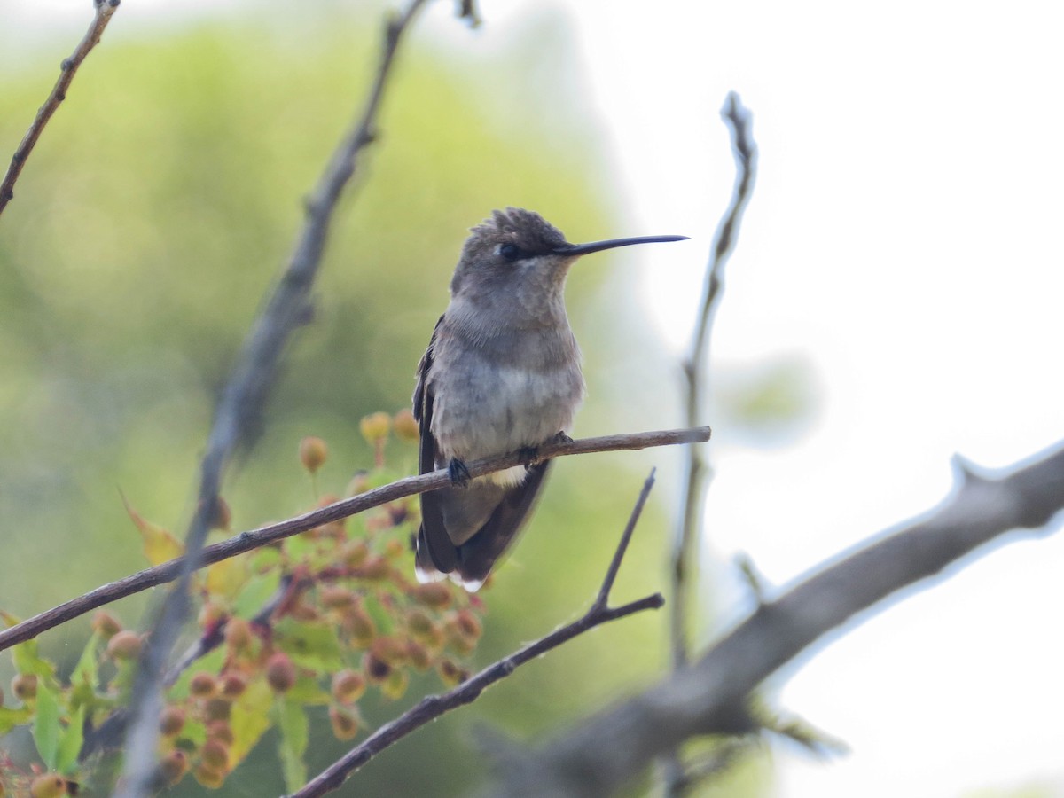 Black-chinned Hummingbird - Jasmine Kay