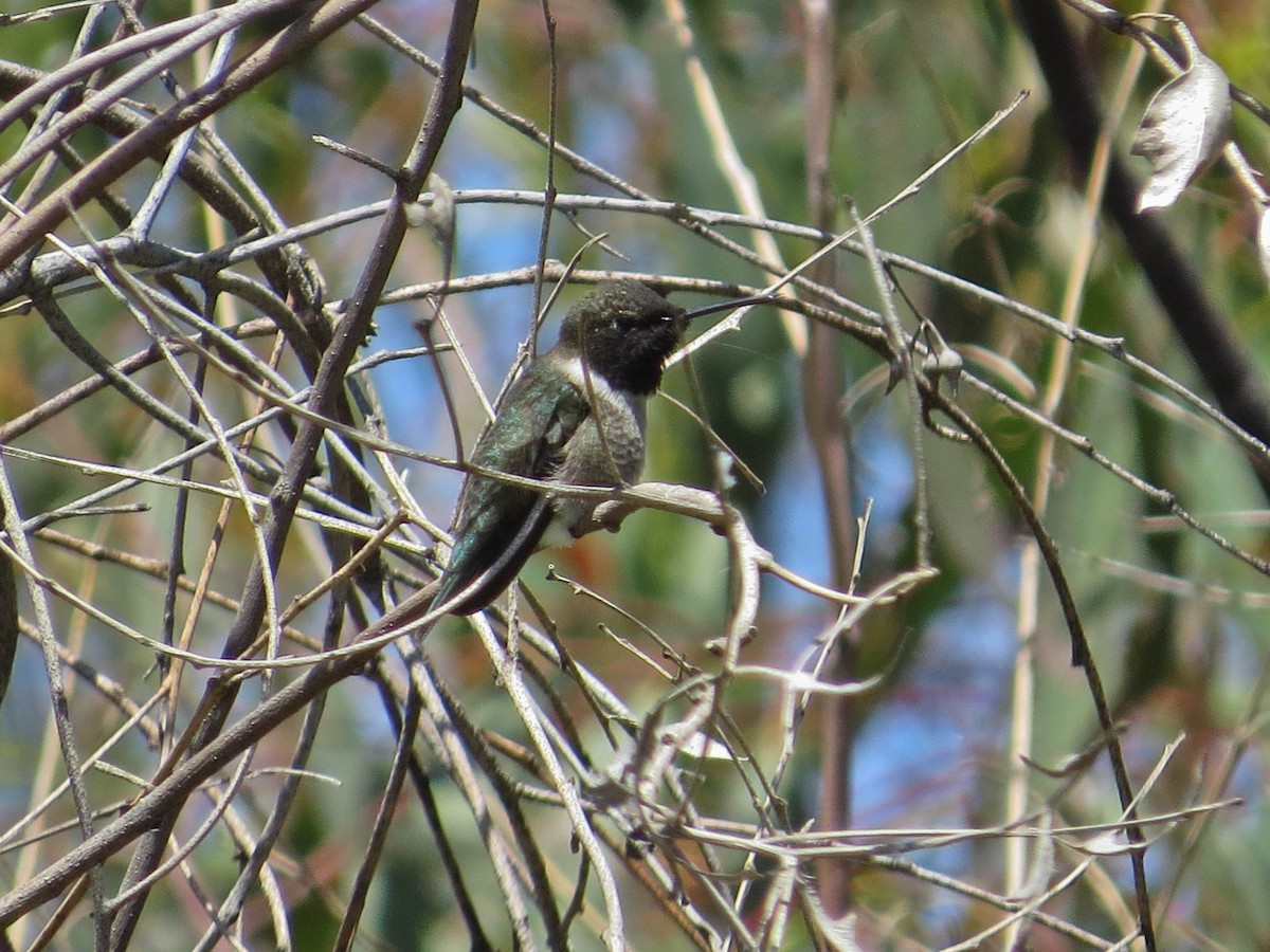 Black-chinned Hummingbird - ML618189964
