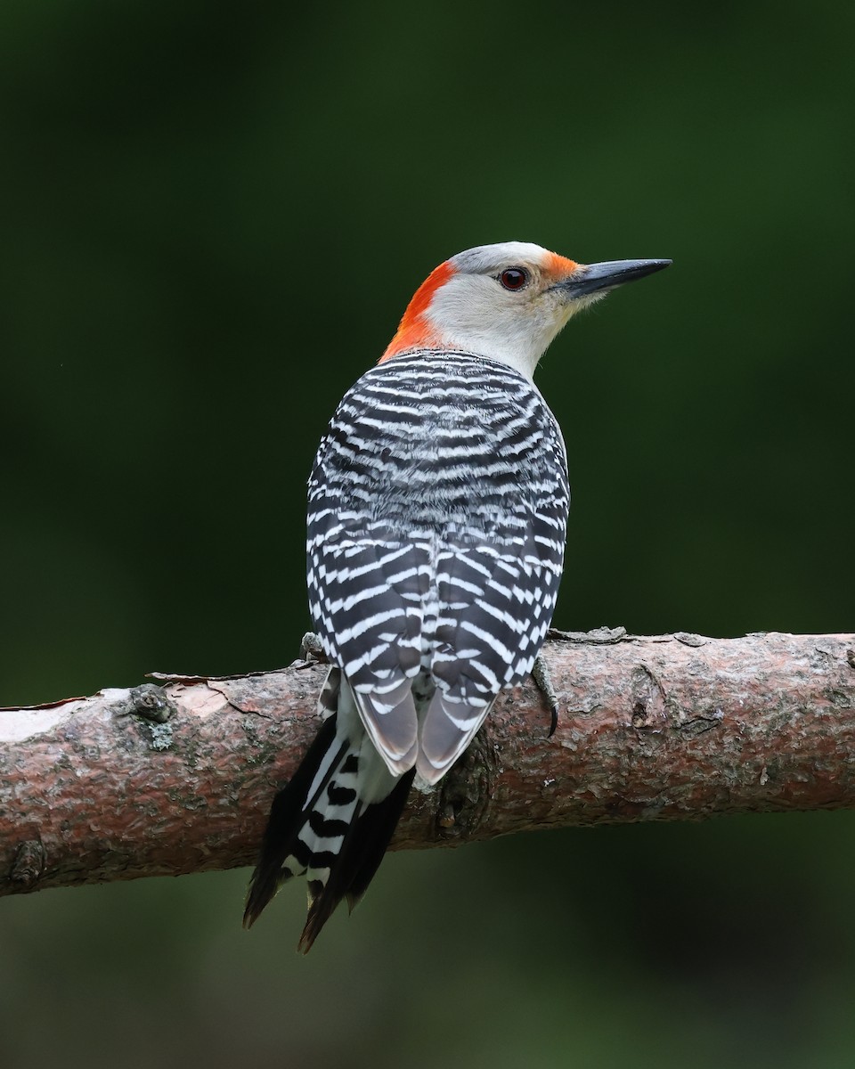 Red-bellied Woodpecker - Mark Sak
