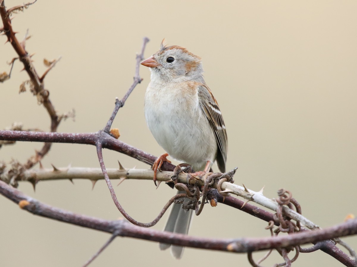 Field Sparrow - Zach Haring
