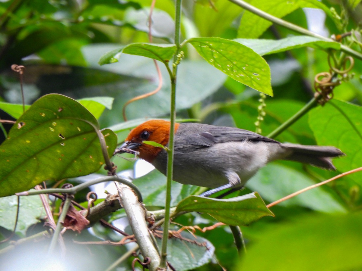 Fulvous-headed Tanager - ML618190012
