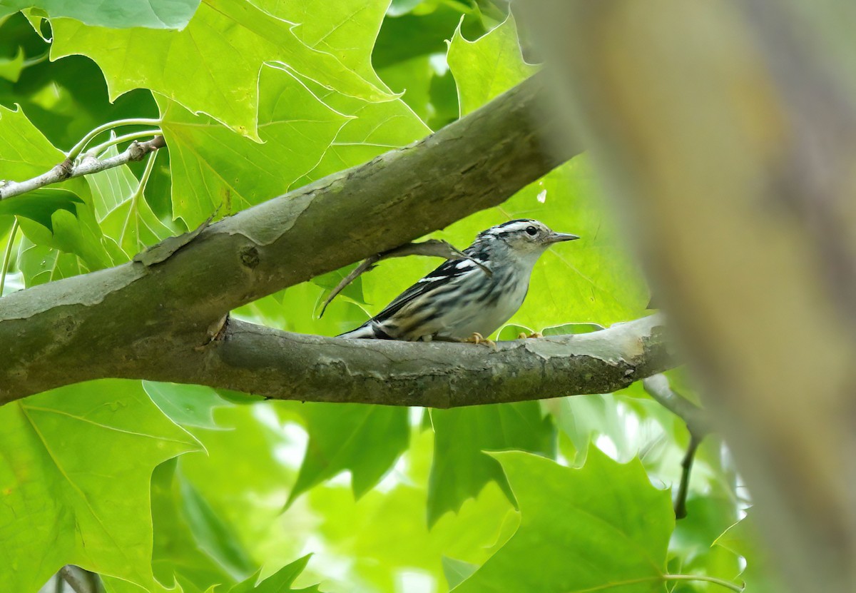 Black-and-white Warbler - Pam Vercellone-Smith