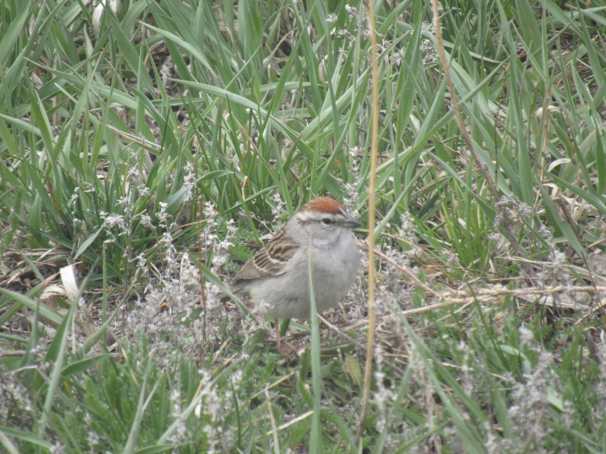 Chipping Sparrow - ML618190023