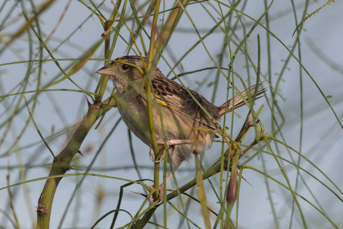 Grassland Sparrow - ML618190037