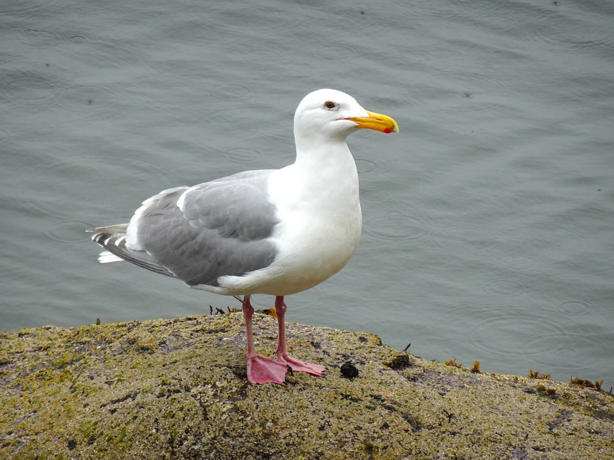 Glaucous-winged Gull - Barbara O'Neill