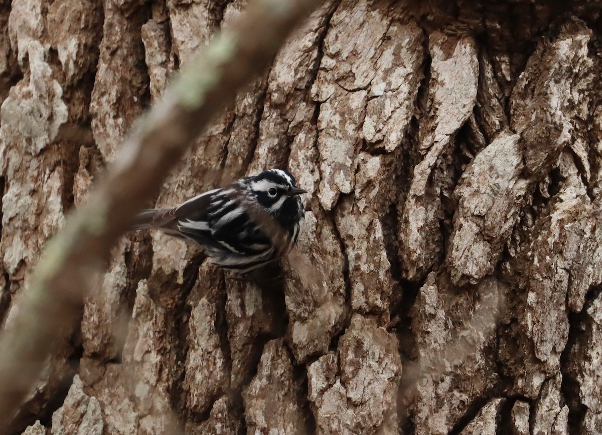 Black-and-white Warbler - ML618190066