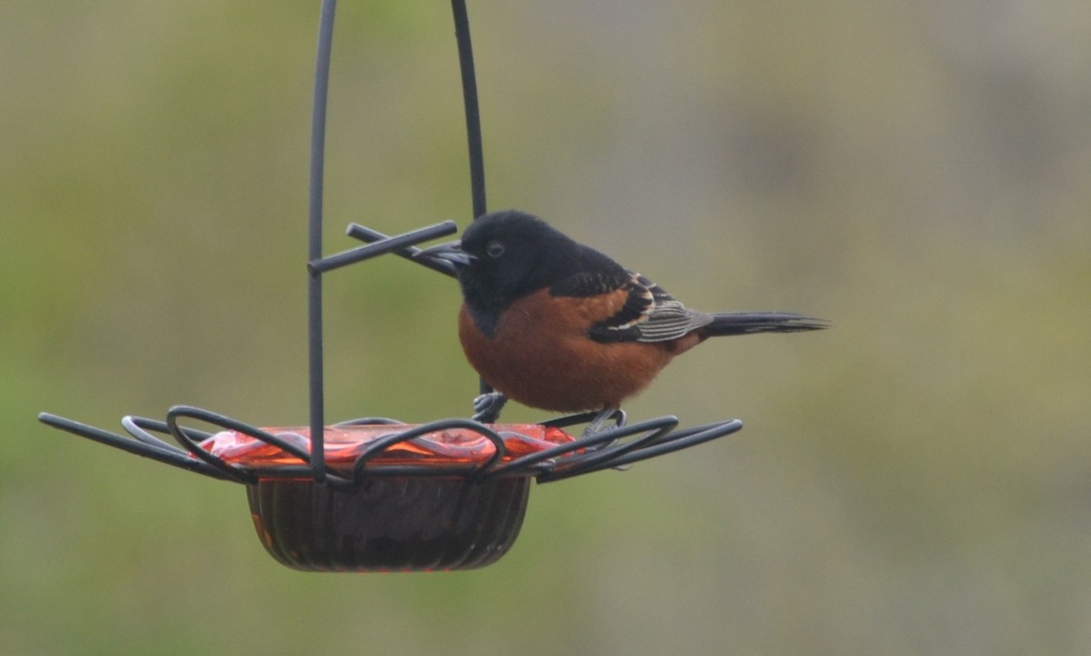 Orchard Oriole - ML618190079