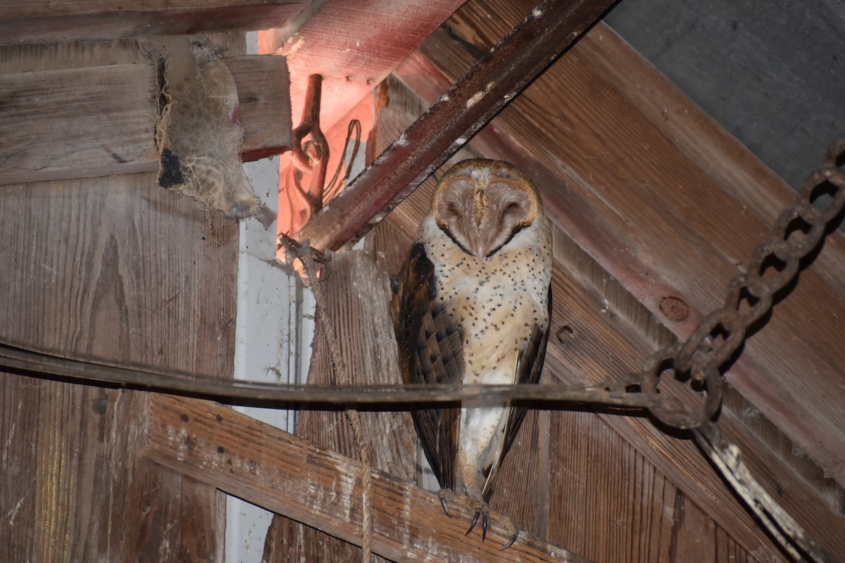 Barn Owl - ML618190080