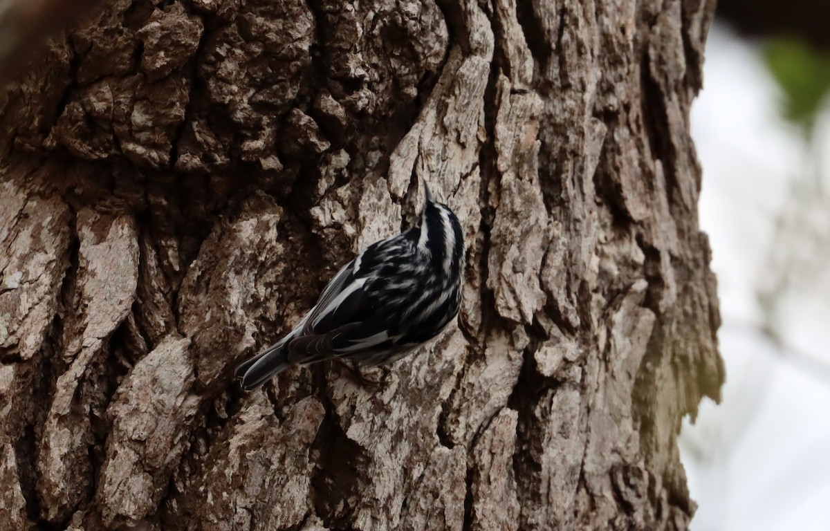 Black-and-white Warbler - ML618190095