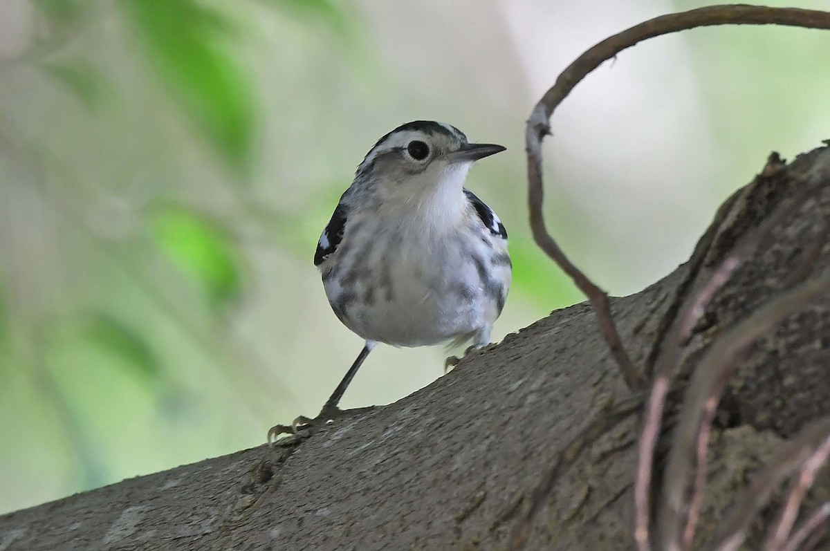 Black-and-white Warbler - ML618190098