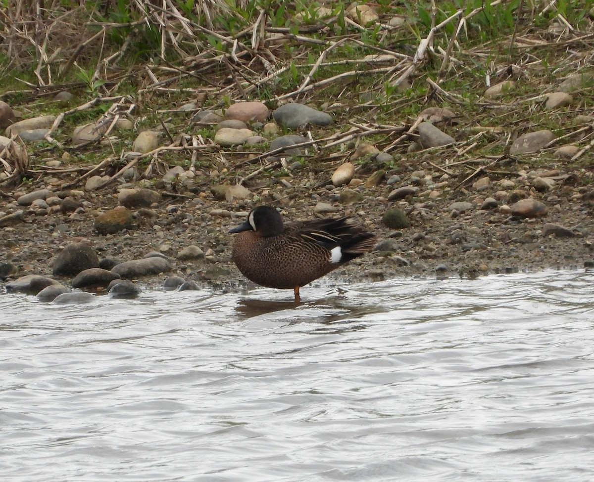 Blue-winged Teal - ML618190100