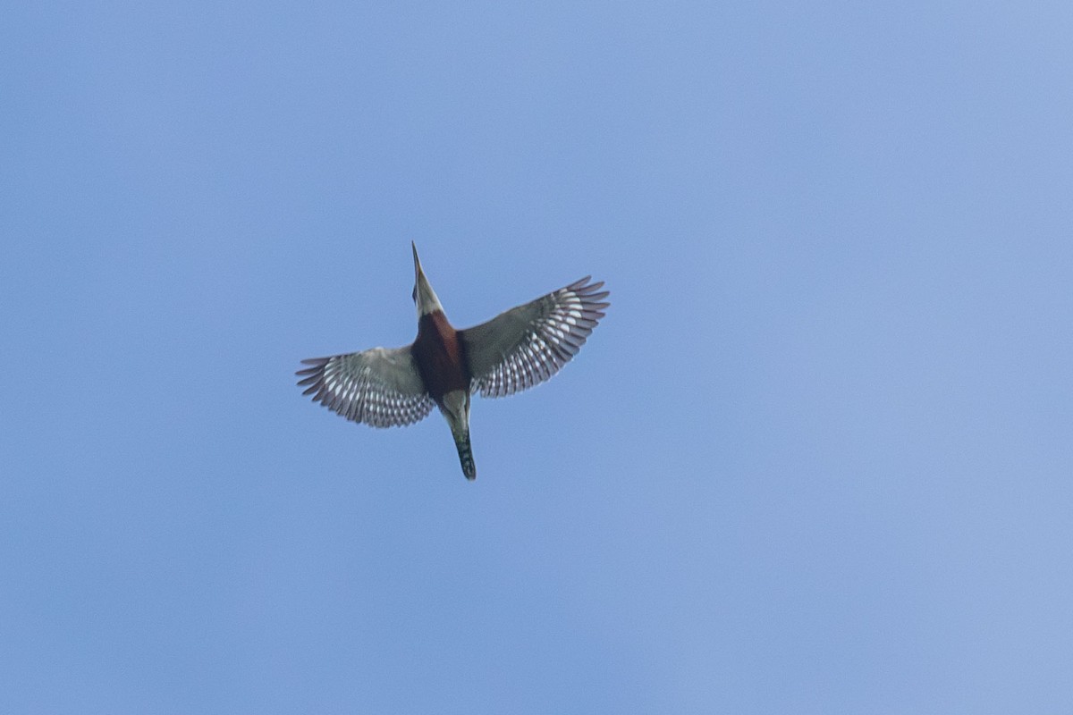Красногрудый зимородок - ML618190133