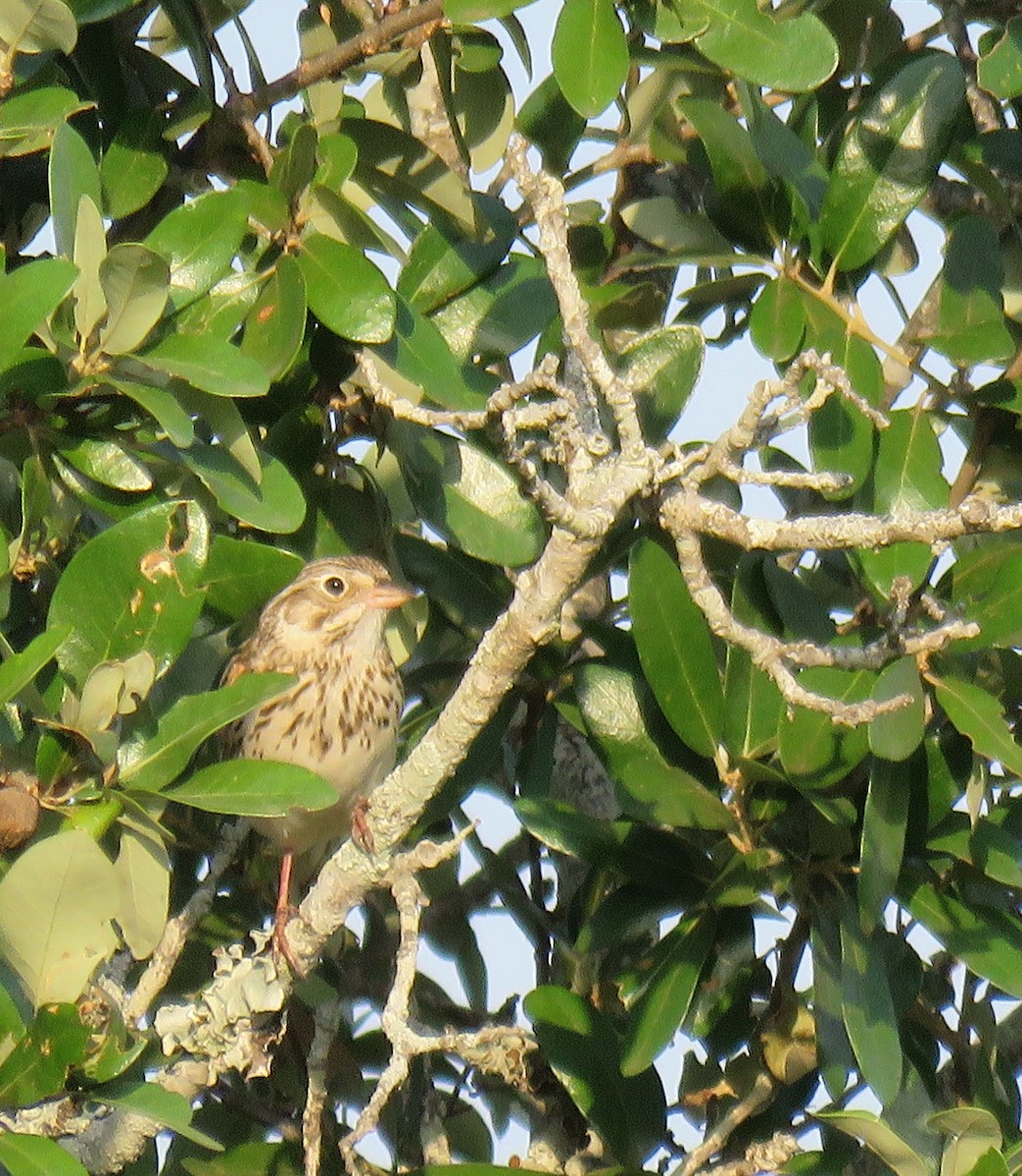 Vesper Sparrow - ML618190143