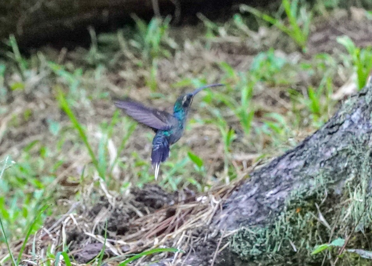 kolibřík šedobřichý - ML618190146