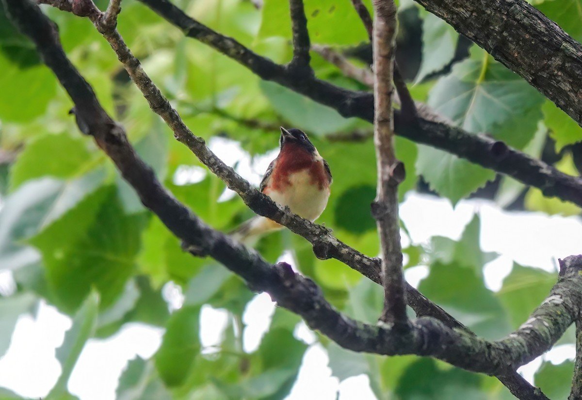 Bay-breasted Warbler - ML618190150