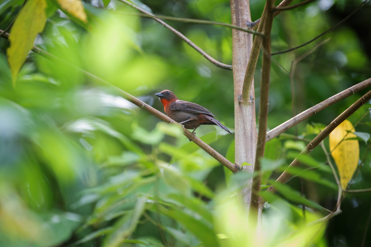 Red-throated Ant-Tanager - Charles Thomas