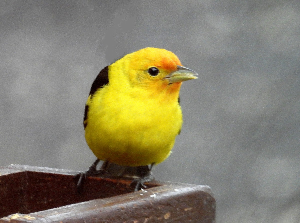Western Tanager - ML618190206