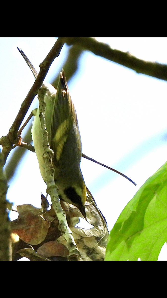 Paruline à ailes dorées - ML618190218