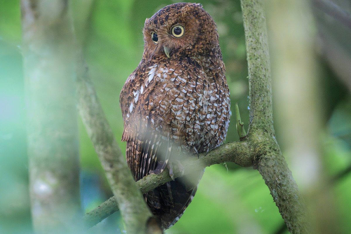 Bare-shanked Screech-Owl - ML618190219