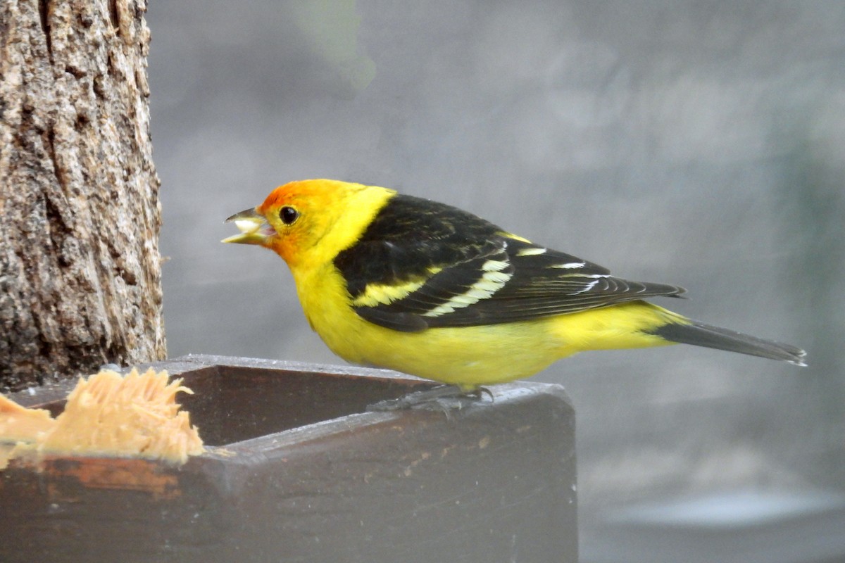 Western Tanager - ML618190224