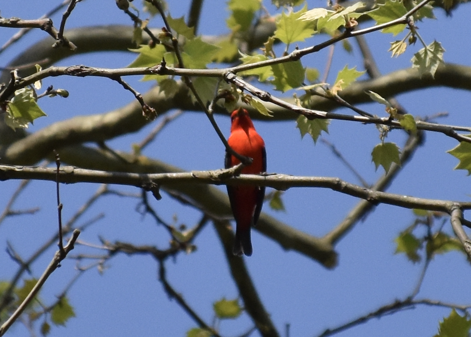 Scarlet Tanager - ML618190259