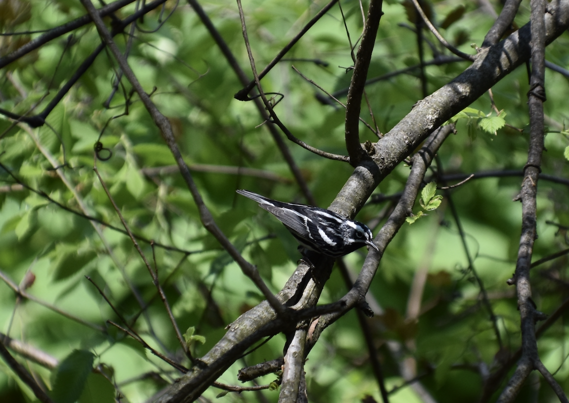 Black-and-white Warbler - ML618190276
