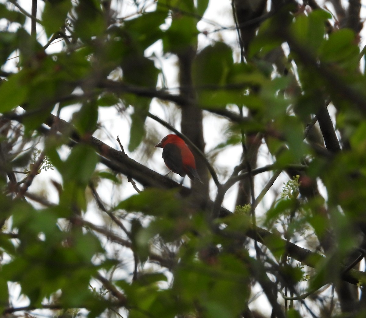 Scarlet Tanager - ML618190309