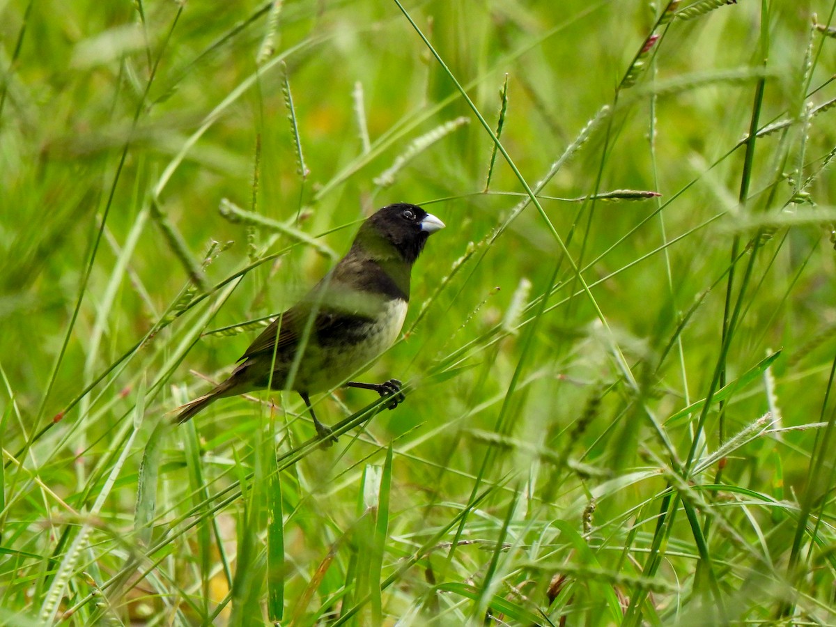 Yellow-bellied Seedeater - ML618190312