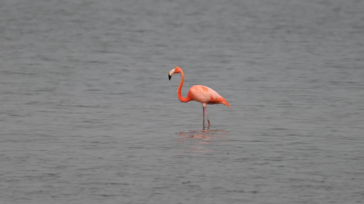 American Flamingo - ML618190326