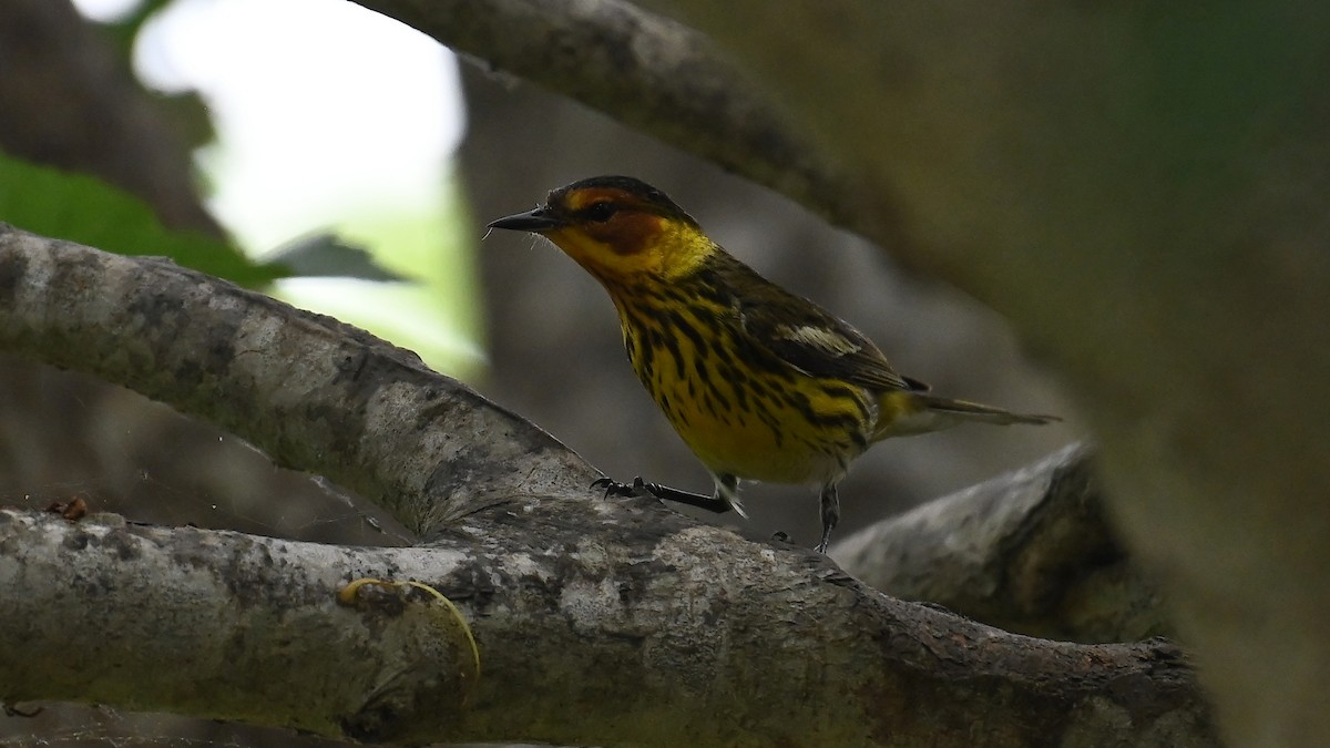 Cape May Warbler - ML618190330