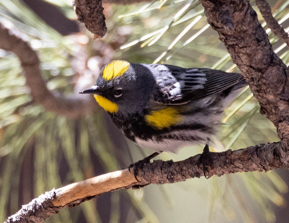 Yellow-rumped Warbler (Audubon's) - ML618190366