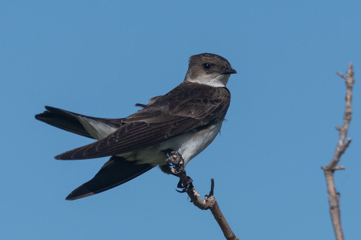 Brown-chested Martin - ML618190376