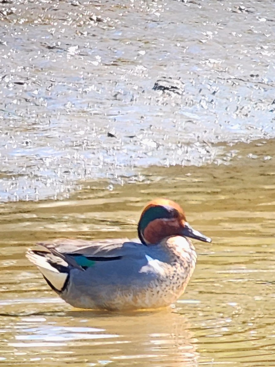 Green-winged Teal - ML618190385